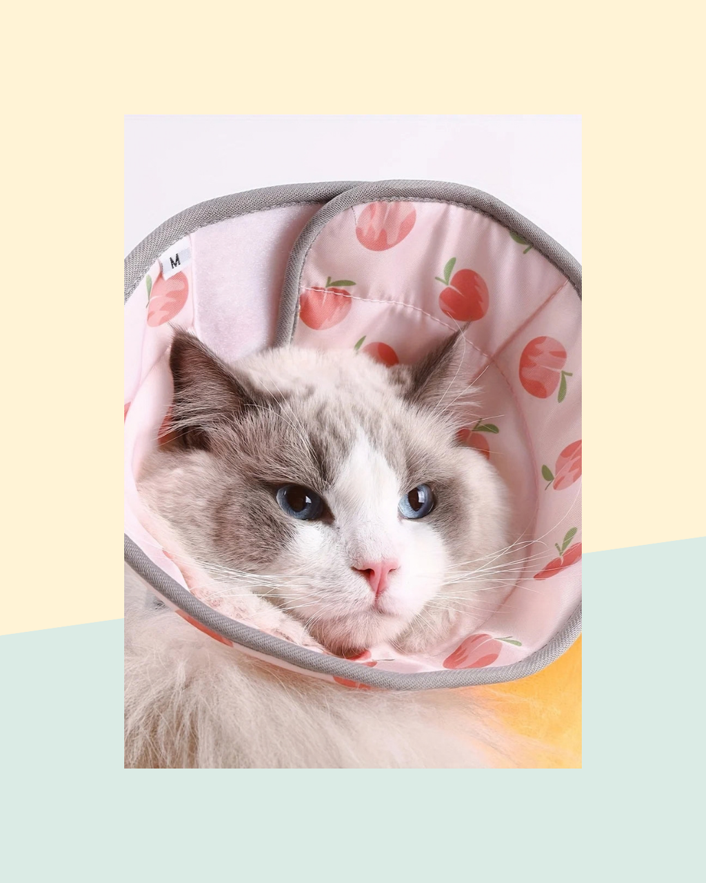 Collerette Élisabéthaine Déguisement pour Animal - photo premium Panoplia