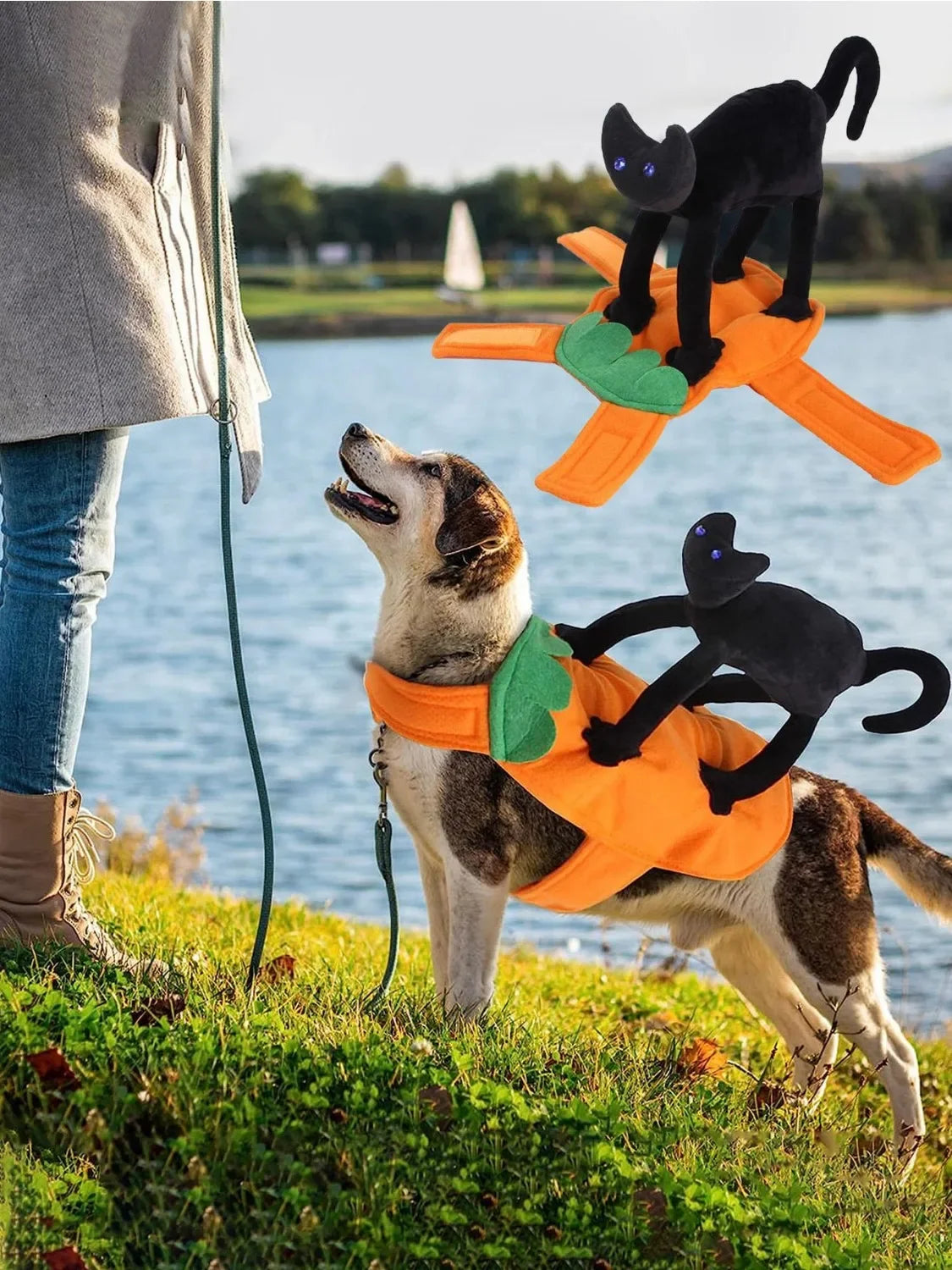 Déguisement Citrouille pour Animal de Compagnie